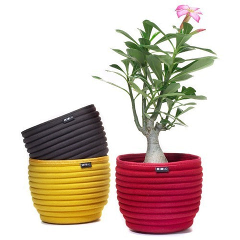 Beehive Softbowl